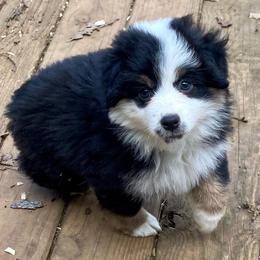 Zagnut - Black tri female Miniature American Shepherd puppy in Harmony, North Carolina from Carolina Pride Miniature American Shepherds