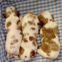 Cavalier King Charles Spaniel puppies from Apple Blossom Cavaliers
