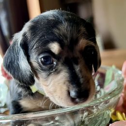 Dachshund Puppies from GypsyDox