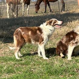 Hannah - Border Collie