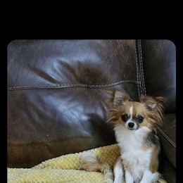 Caramel Crush - Chocolate sabled fawn female Chihuahua puppy in Lugoff, South Carolina from Cutie Pie Chihuahua's