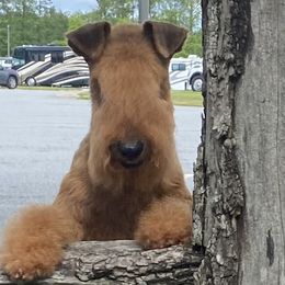 Lakeland Terrier All Grown Up from Paisley Lakelands