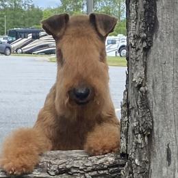 Lakeland Terrier All Grown Up from Paisley Lakelands