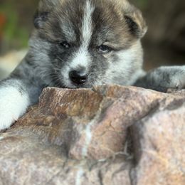 Japanese Akitainu Puppies from Havoc Akitas
