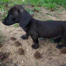 Shrek ready to go - Chocolate male Dachshund puppy in Midland, Texas from The Barefield Doxies