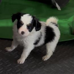 Lucky - White black and tan male Papillon puppy in San Diego County, California from Mishmo's Shibas and Papillons