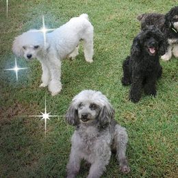 Maltipoos and Poodles from Precious Pups