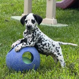 Porter - White and black male Dalmatian puppy in Newfoundland, Pennsylvania from Poconopaws