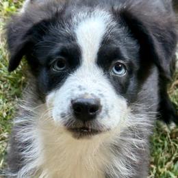 Boone - Black & white male Miniature Australian Shepherd puppy in Patterson, North Carolina from DreamLine Aussies