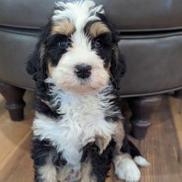 Boy 3 - Tri-color male Bernedoodle puppy in Lancaster, Minnesota from Richardville Hunde