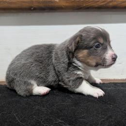 Puddles - Blue male Pembroke Welsh Corgi puppy in Brandon, Mississippi from Jenny May’s Corgis