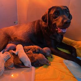 Dilute Retriever Puppies from Virdin’s Silver Labs