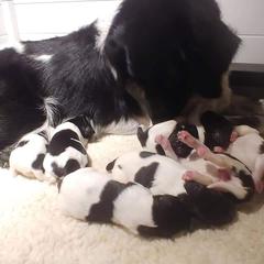 Stabyhoun Puppies from Kennel fan de Wiide Mar Stabyhouns