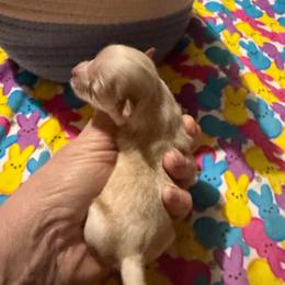 Pippin - Blue fawn female Chihuahua puppy in Seneca, Missouri from Stephanie’s Puppy Colony