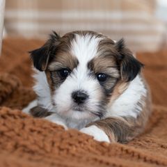 Maltipoo, Shichon, and Shihpoo Puppies from Timbercreek Puppies