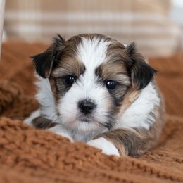 Maltipoo, Shichon, and Shihpoo Puppies from Timbercreek Puppies