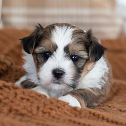 Maltipoo, Shichon, and Shihpoo Puppies from Timbercreek Puppies