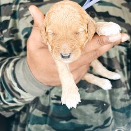 Goldendoodle Puppies from The Doting Doodle