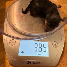 Sissy - Black and gold female Yorkshire Terrier puppy in Phoenix, Arizona from Coursey’s Yorkies