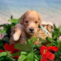 Abalone - Apricot female Goldendoodle puppy in Haltom City, Texas from Ohana Doodles