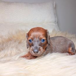 Pearl - Gray (blue) female Dachshund puppy in Washburn, Tennessee from Clinch Mountain Dachshunds