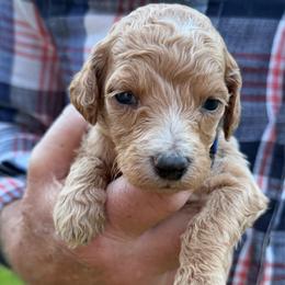 Butterfinger - Apricot female Poodle puppy in St. Johnsbury, Vermont from Poodles of the Northern Woods