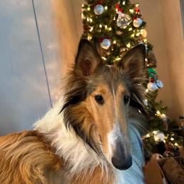 Lainey - Collie
