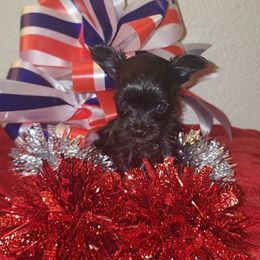 ROLO - Black male Morkie puppy in Palmdale, California from J Designer Puppies