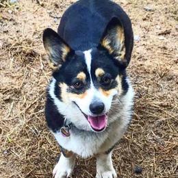 American Corgis and Pembroke Welsh Corgis from K Heart Ranchita