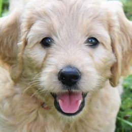 Goldendoodles from Cozy Cove Goldendoodles