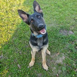 German Shepherd All Grown Up from Rust N Dust Kennels