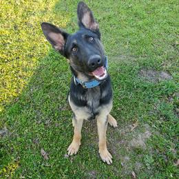 German Shepherd All Grown Up from Rust N Dust Kennels