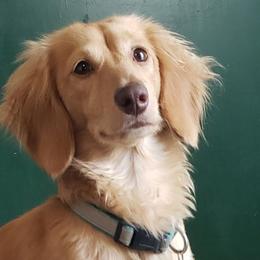 Abe - Dachshund