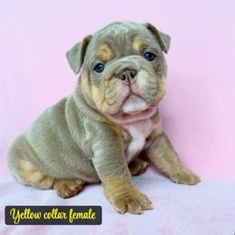 Yellow - Lilac tri-color female Bulldog puppy in Seattle, Washington from Authentic Bullys