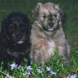 Bouvier des Flandres Puppies from Abken Bouviers