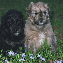 Bouvier des Flandres Puppies from Abken Bouviers