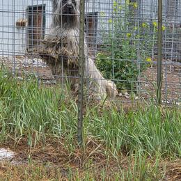 Digby - Skye Terrier