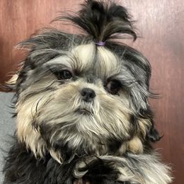 Ellie Belly - Shih Tzu