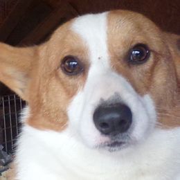 Tripp - Pembroke Welsh Corgi