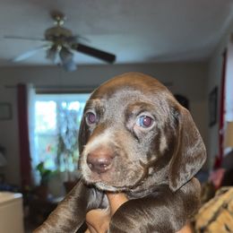 Clout - Chocolate male Dachshund puppy in Watertown, Massachusetts from Jae’s Puppy House