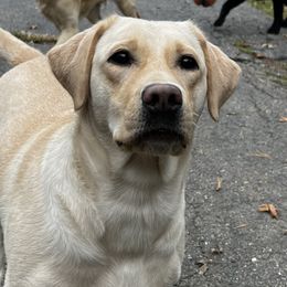 Gia - Labrador Retriever