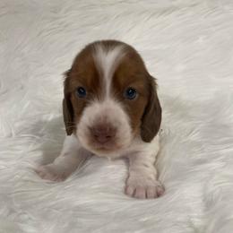 Milo - Red male Dachshund puppy in Great Bend, Pennsylvania from Dashing Doxies