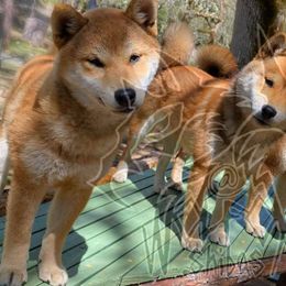 Shiba Inu from WOLFOX shiba inu