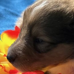 Ava - Sable and white Collie puppy in Carencro, Louisiana from Cajun Bayou's Collies