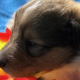Ava - Sable and white Collie puppy in Carencro, Louisiana from Cajun Bayou's Collies