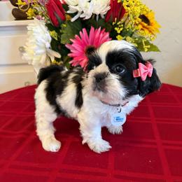 Glamorous Baby Doll- AKC Champion Blood line - Black and white female Shih Tzu puppy in Long Beach, California from Prieto Shih-Tzu's