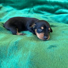 Huckleberry - Black and tan male Dachshund puppy in Opelika, Alabama from Dachshund Darlins