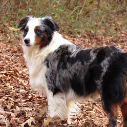 Cypress - Miniature Australian Shepherd