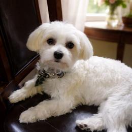 Louie - Maltese