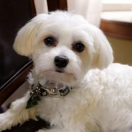 Louie - Maltese